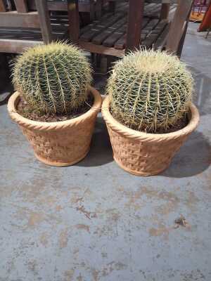 CACTI