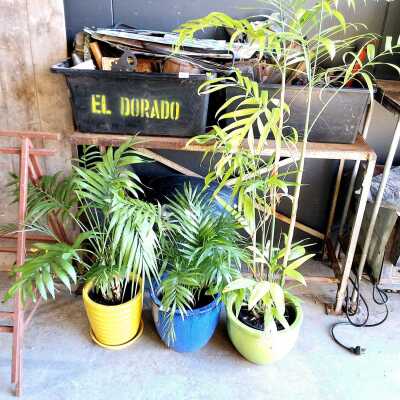 POT PLANTS