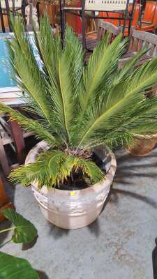 CYCAD