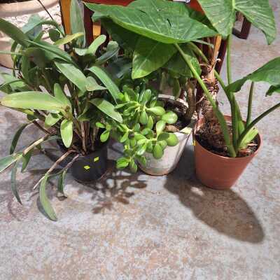 POTTED PLANTS