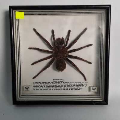 TARANTULA SPECIMEN