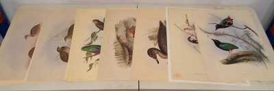 JOHN GOULD