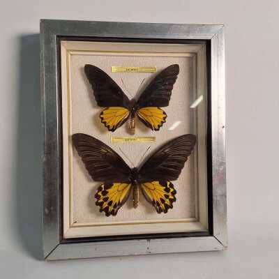 BUTTERFLY SPECIMENS