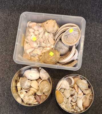 SEASHELLS