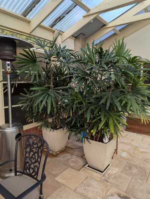 LADY PALMS