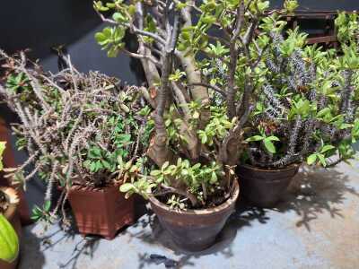 POTTED PLANTS