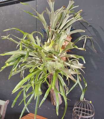 WALL PLANT