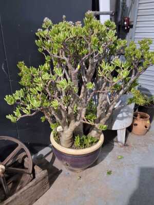 POT PLANT