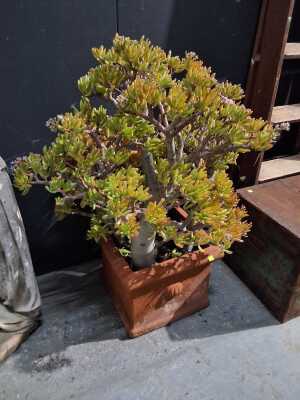 POT PLANT