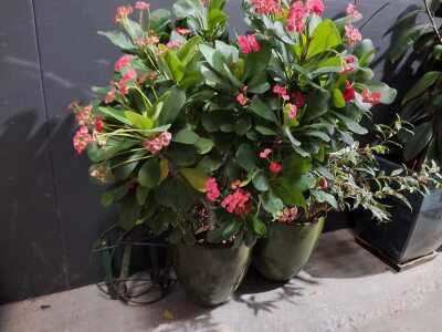 POT PLANTS