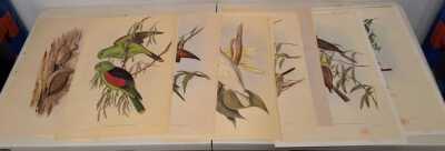JOHN GOULD