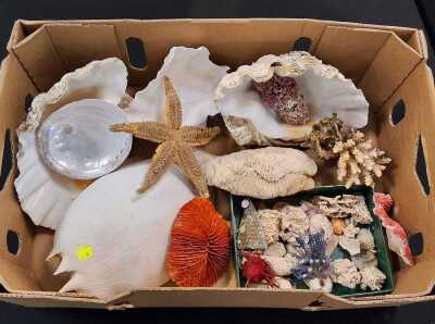 BEACHCOMBERS LOT
