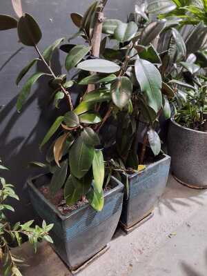 RUBBER PLANTS