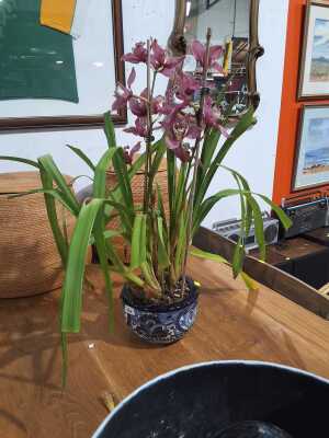 ORCHID