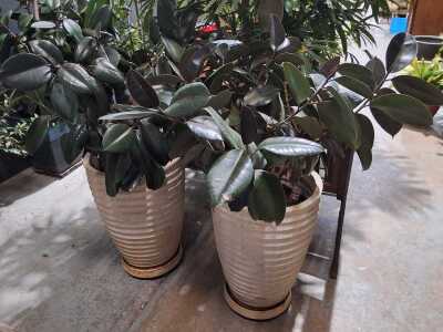 RUBBER PLANTS