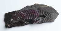 CARVED CROCODILE