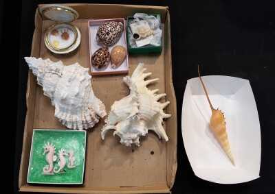 SEASHELLS