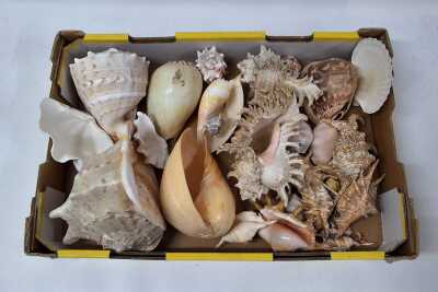 SHELL COLLECTION