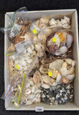 SHELLS SHELLS SHELLS