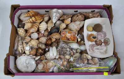 SEASHELLS
