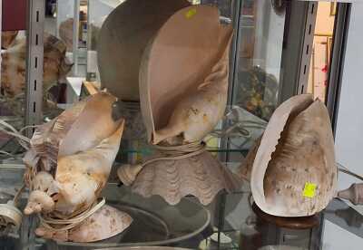 SHELL LAMPS