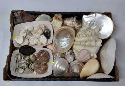 SHELL COLLECTION