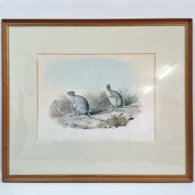 JOHN GOULD PRINT