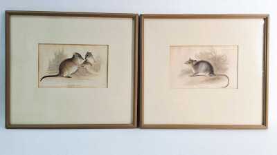 WILLIAM HOME LIZARS