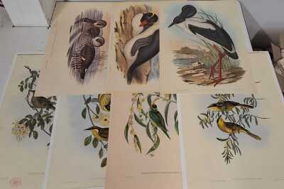 JOHN GOULD