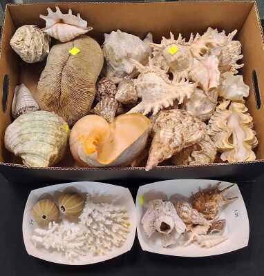 SEASHELLS