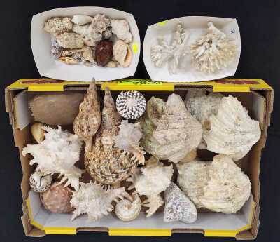 SEASHELLS