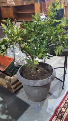 WASHINGTON NAVEL ORANGE