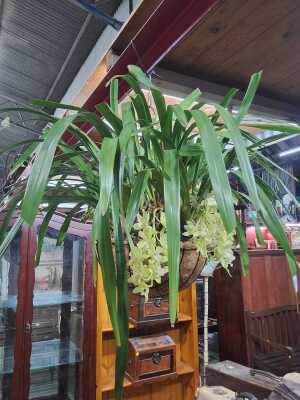 HANGING POT