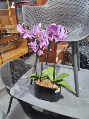 ORCHID