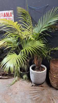 PALMS