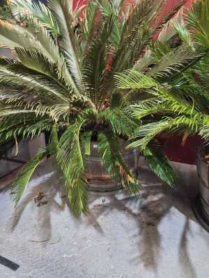 CYCAD