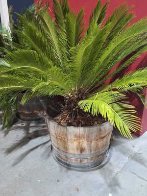 CYCAD