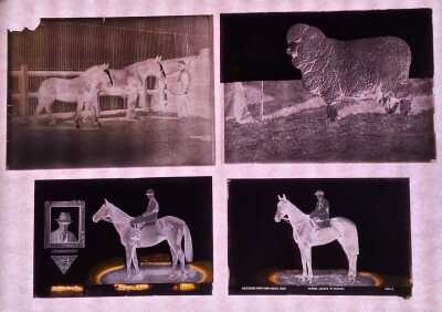 GLASS PLATE NEGATIVES