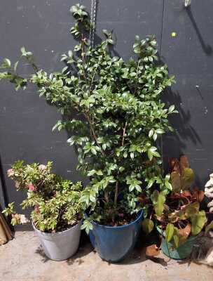 POTTED PLANTS