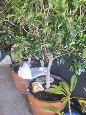 FICUS