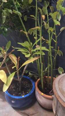POTTED PLANTS