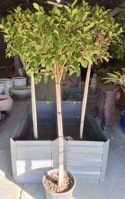 PLANTS