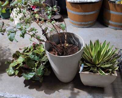 PLANTS