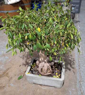 BONSAI TREE