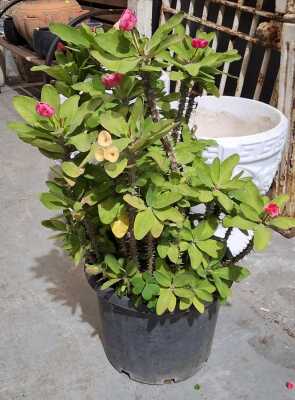 CROWN OF THORNS