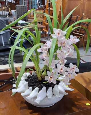 ORCHID