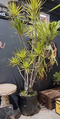 DRAGON TREE