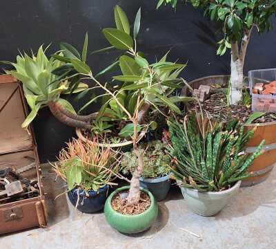 POTTED PLANTS