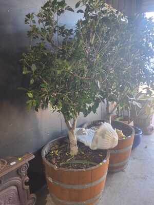 FICUS