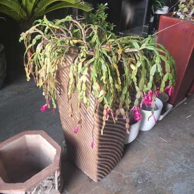 POT PLANT